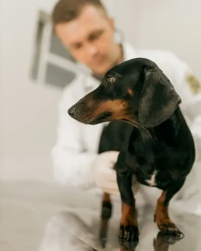 Veterinário examinando um cachorro